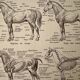 Lithograph on the anatomy of the horse - 1920