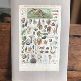 Original educational board of shells
