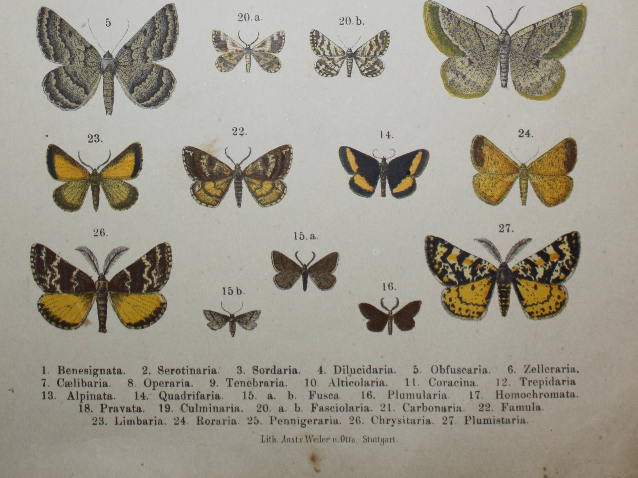 Engraving of Butterflies - Old lithograph from 1887 - Benesignata - Entomological illustration