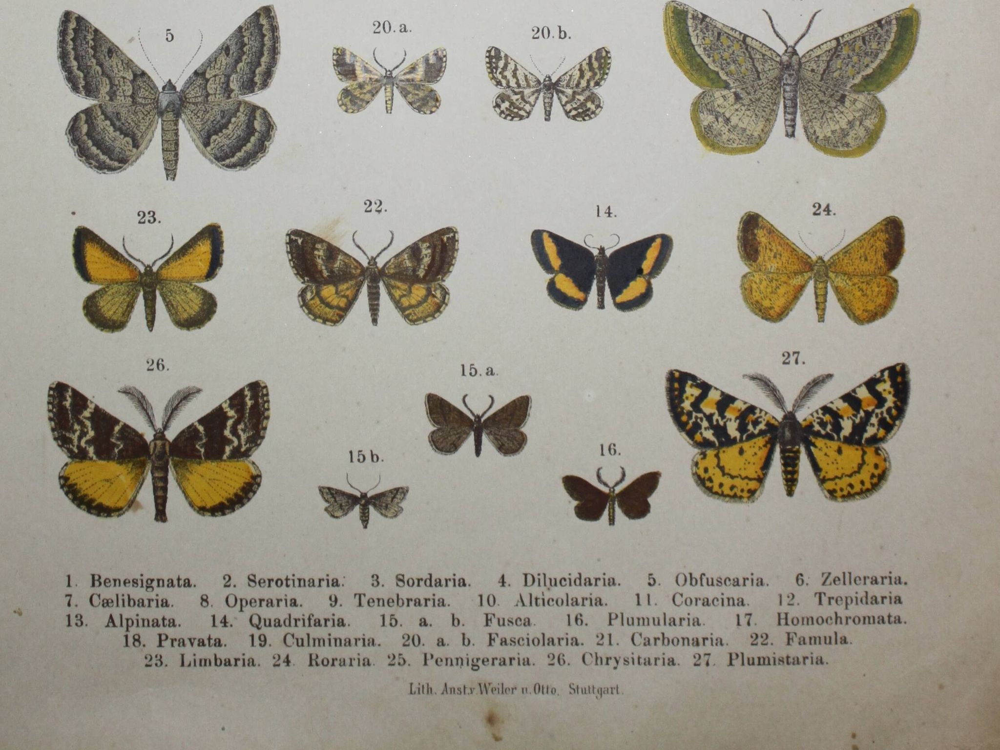 Engraving of Butterflies - Old lithograph from 1887 - Benesignata - Entomological illustration