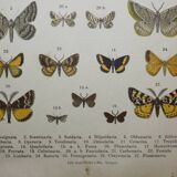 Engraving of Butterflies - Old lithograph from 1887 - Benesignata - Entomological illustration
