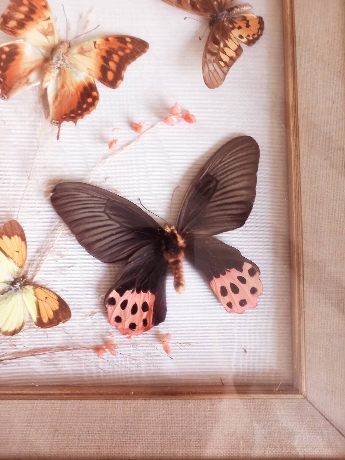 Gilded wooden frame with naturalized butterflies