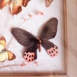 Gilded wooden frame with naturalized butterflies