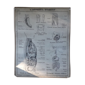 Affiche scolaire sciences: l’appareil digestif et l’appareil respiratoire