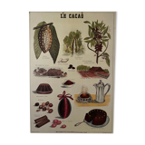 Cardboard poster Cacao