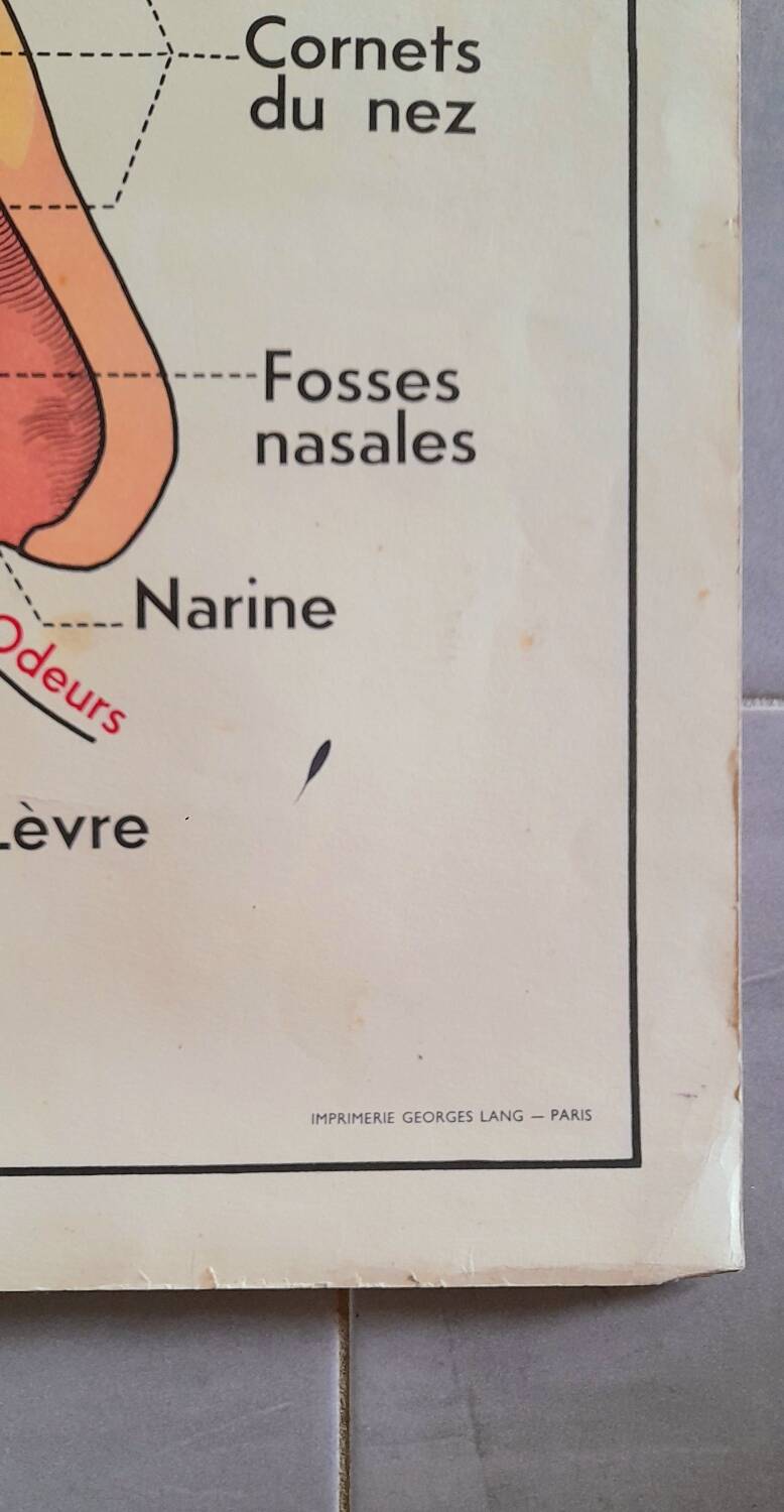 School poster the eye, the ear, the nose.