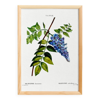 Botanical poster on wisteria, based on an old engraving from 1802.