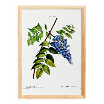 Affiche botanique sur la glycine, d’après une gravure ancienne de 1802