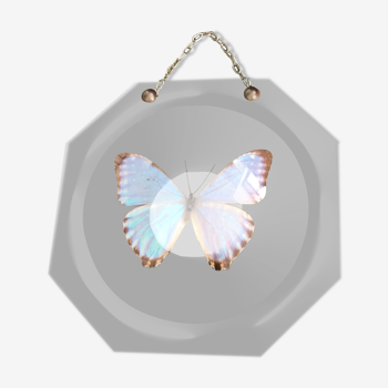 Papillon naturalisé vintage sous globe de verre