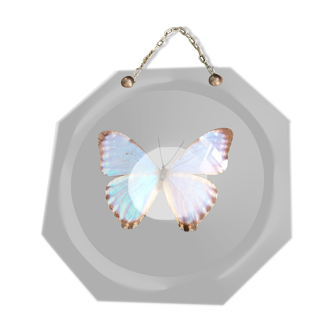Naturalized vintage butterfly under glass globe