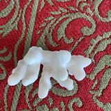White coral