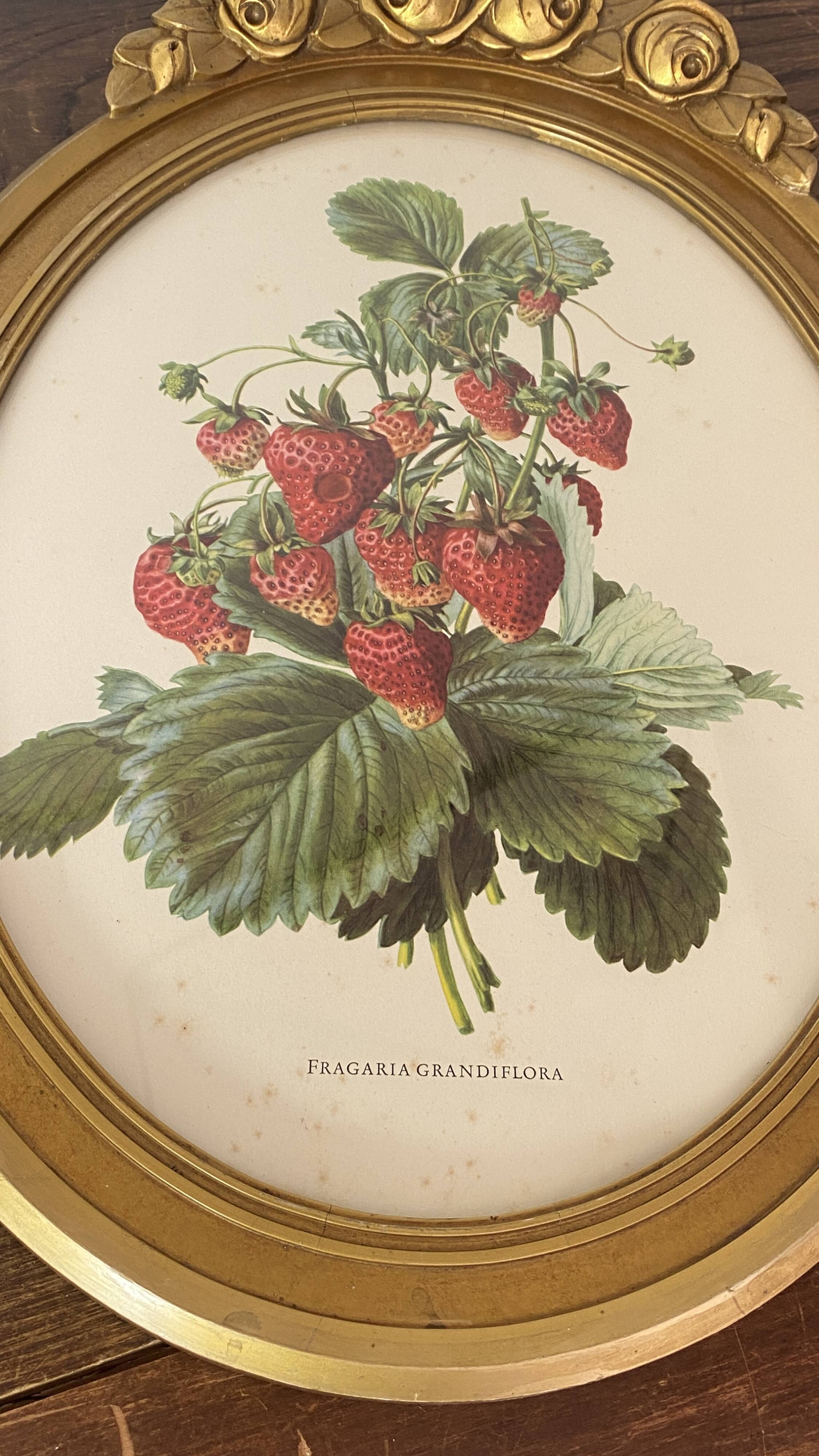 Framed botanical print of Fragaria Grandiflora