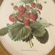 Framed botanical print of Fragaria Grandiflora
