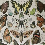 Lithograph on the butterflies of Europe - 1900