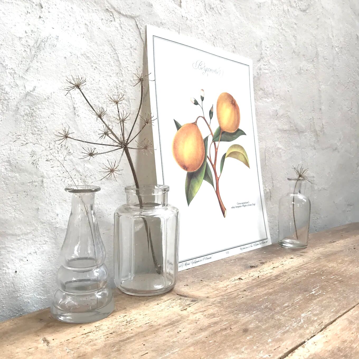 Botanical plank the bergamot