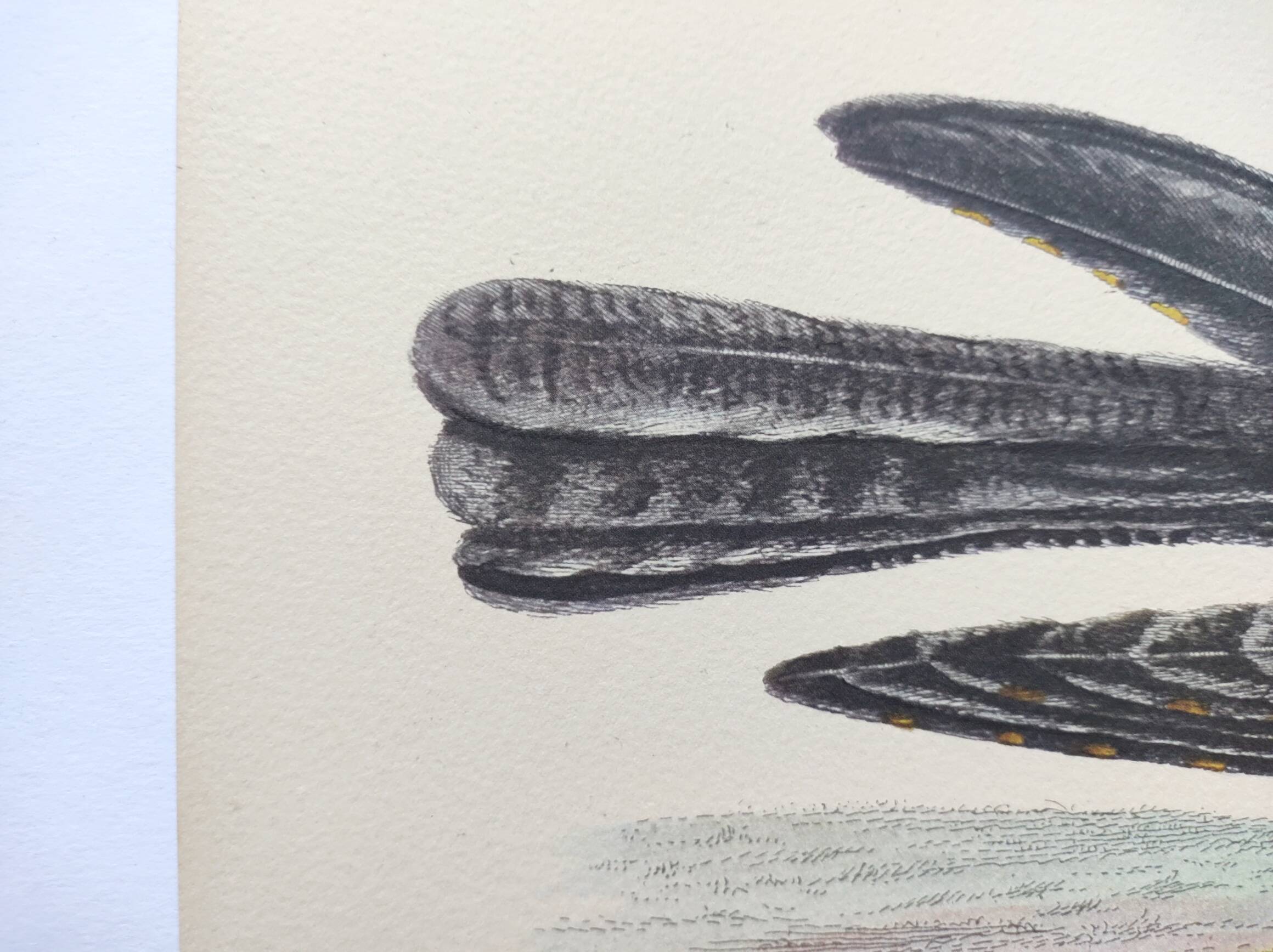 Antique bird engraving - Goat's head - Zoological plate by Seligmann & Catesby