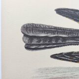 Antique bird engraving - Goat's head - Zoological plate by Seligmann & Catesby