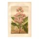 Botanical engraving from 1889. Cinchona by A. Lefevre - Colour lithograph.