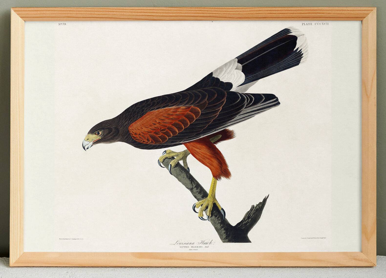 Poster about Harris's Hawk, based on an old engraving from 1827.