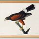 Poster about Harris's Hawk, based on an old engraving from 1827.
