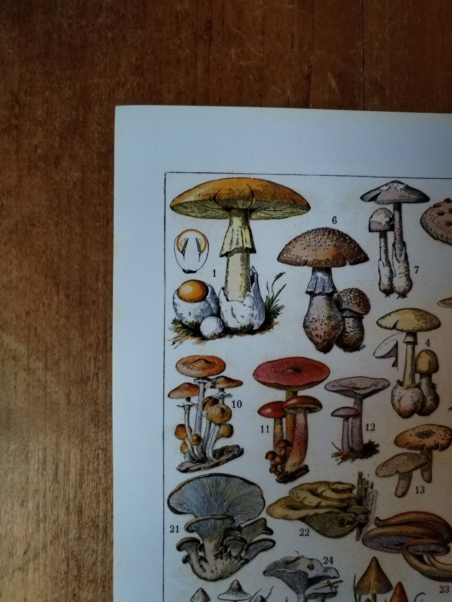 Original lithograph on mushrooms