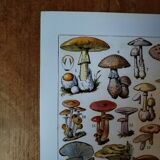 Original lithograph on mushrooms