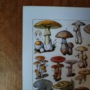 Original lithograph on mushrooms