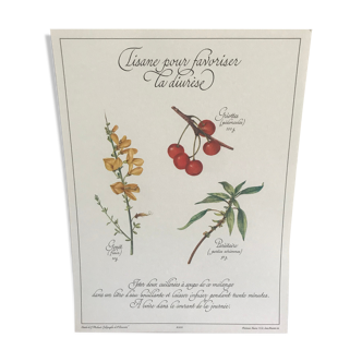 Vintage botanical plank
