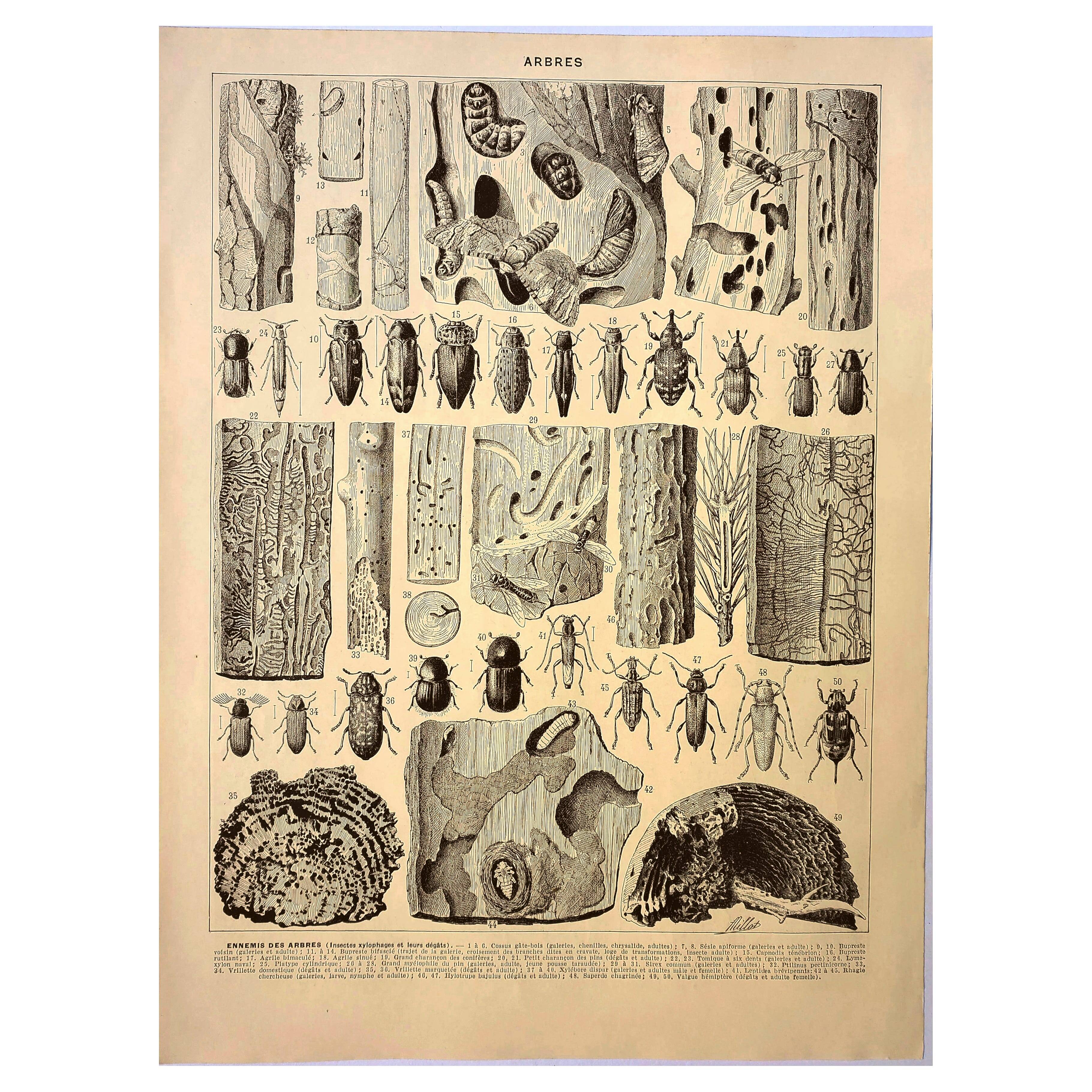 Antique engraving 1928 A. Millot - Wood-boring insects 2, damage to trees