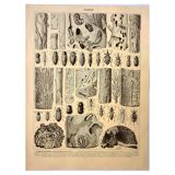 Antique engraving 1928 A. Millot - Wood-boring insects 2, damage to trees