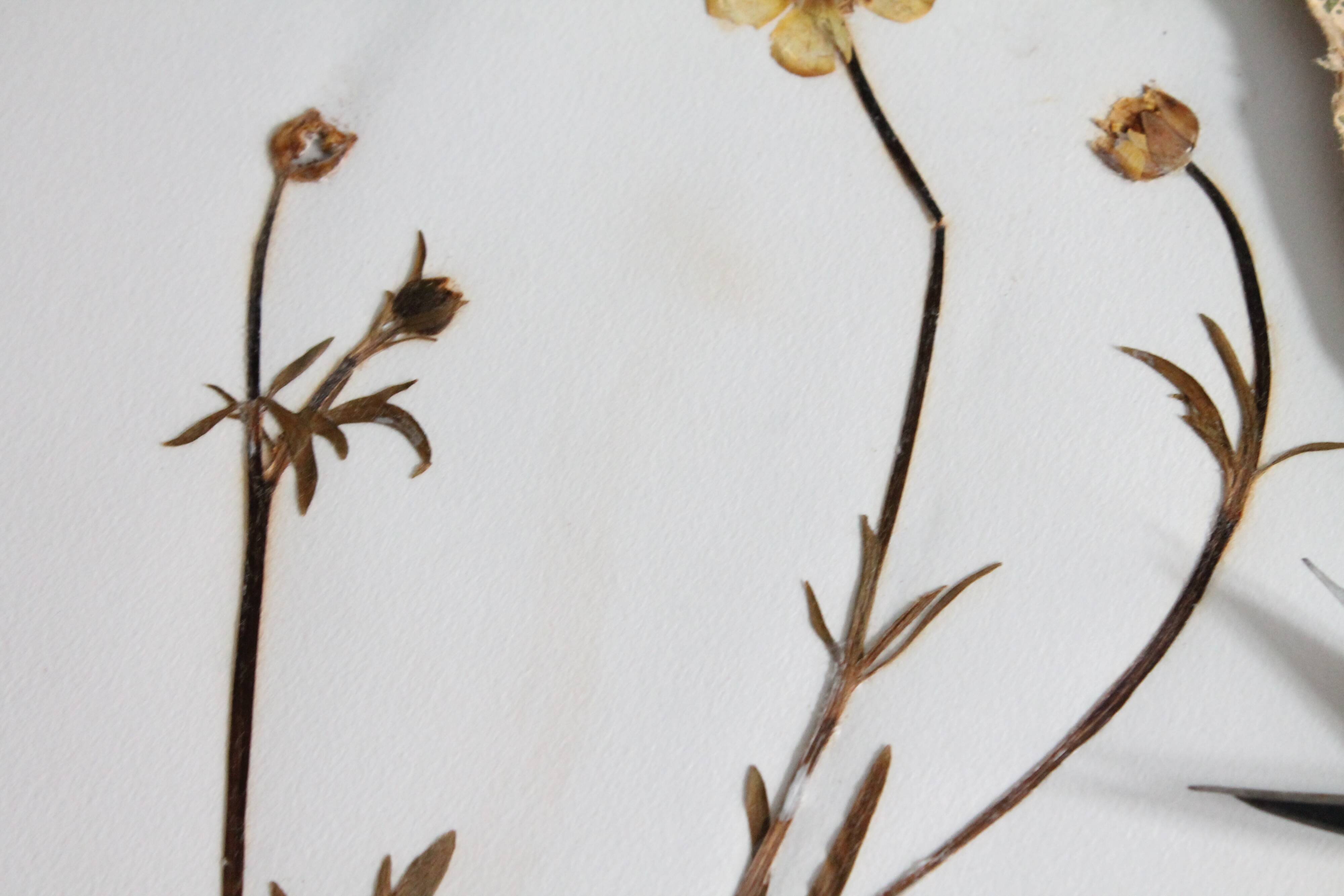Old French botanical plate – Pressed plant (Buttercup) Format