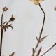 Old French botanical plate – Pressed plant (Buttercup) Format