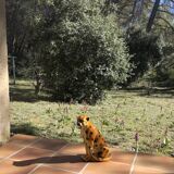 Ceramic leopard, 70s