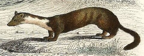 Zoological board "Blaireau - Otter - Fouine - Marte" Buffon 1848