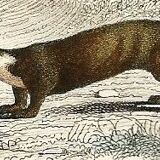 Zoological board "Blaireau - Otter - Fouine - Marte" Buffon 1848