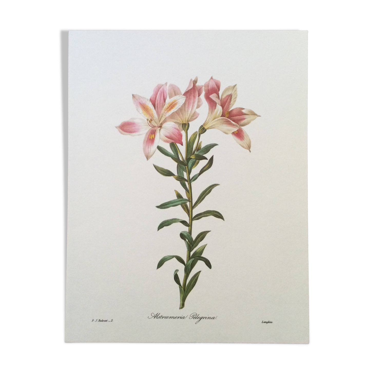 Vintage illustration of Alstroemeria, 1960s vintage impression.