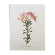 Vintage illustration of Alstroemeria, 1960s vintage impression.
