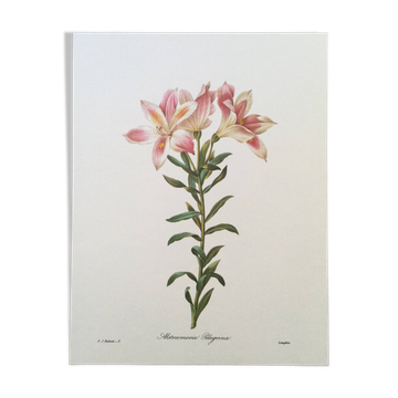 Vintage illustration of Alstroemeria, 1960s vintage impression.