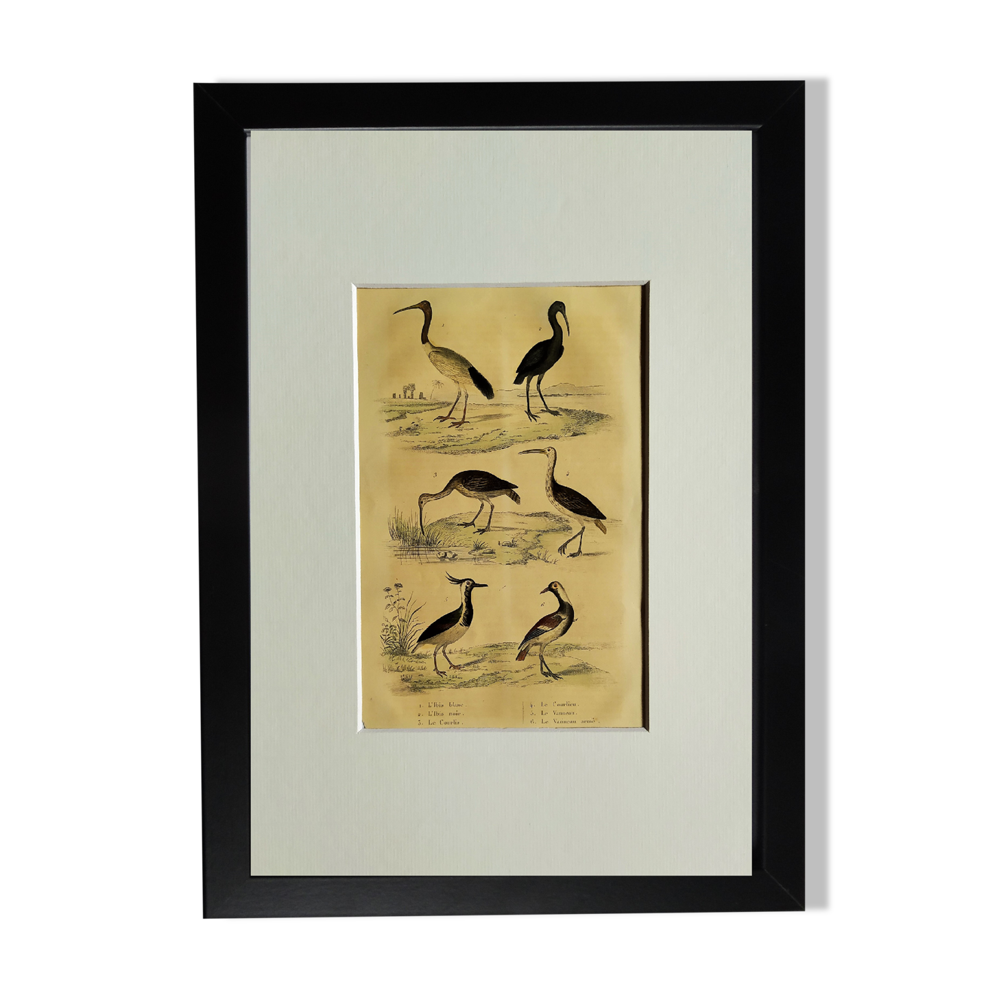 Original ornithological board " Ibis white & black - Curlele - &c... Buffon (1837)