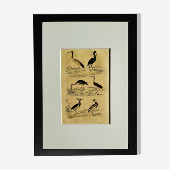 Planche ornithologique originale " Ibis blanc & noir - Courlis - &c... Buffon 1837