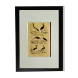 Planche ornithologique originale " Ibis blanc & noir - Courlis - &c... Buffon 1837