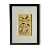 Planche ornithologique originale " Ibis blanc & noir - Courlis - &c... Buffon 1837