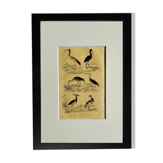 Original ornithological board " Ibis white & black - Curlele - &c... Buffon (1837)