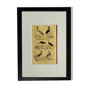 Original ornithological board " Ibis white & black - Curlele - &c... Buffon (1837)