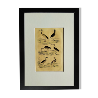 Planche ornithologique originale " Ibis blanc & noir - Courlis - &c... Buffon 1837