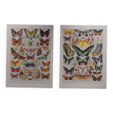Original lithographs on butterflies