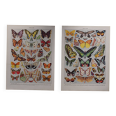 Original lithographs on butterflies