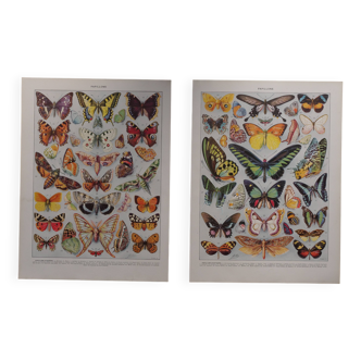 Original lithographs on butterflies