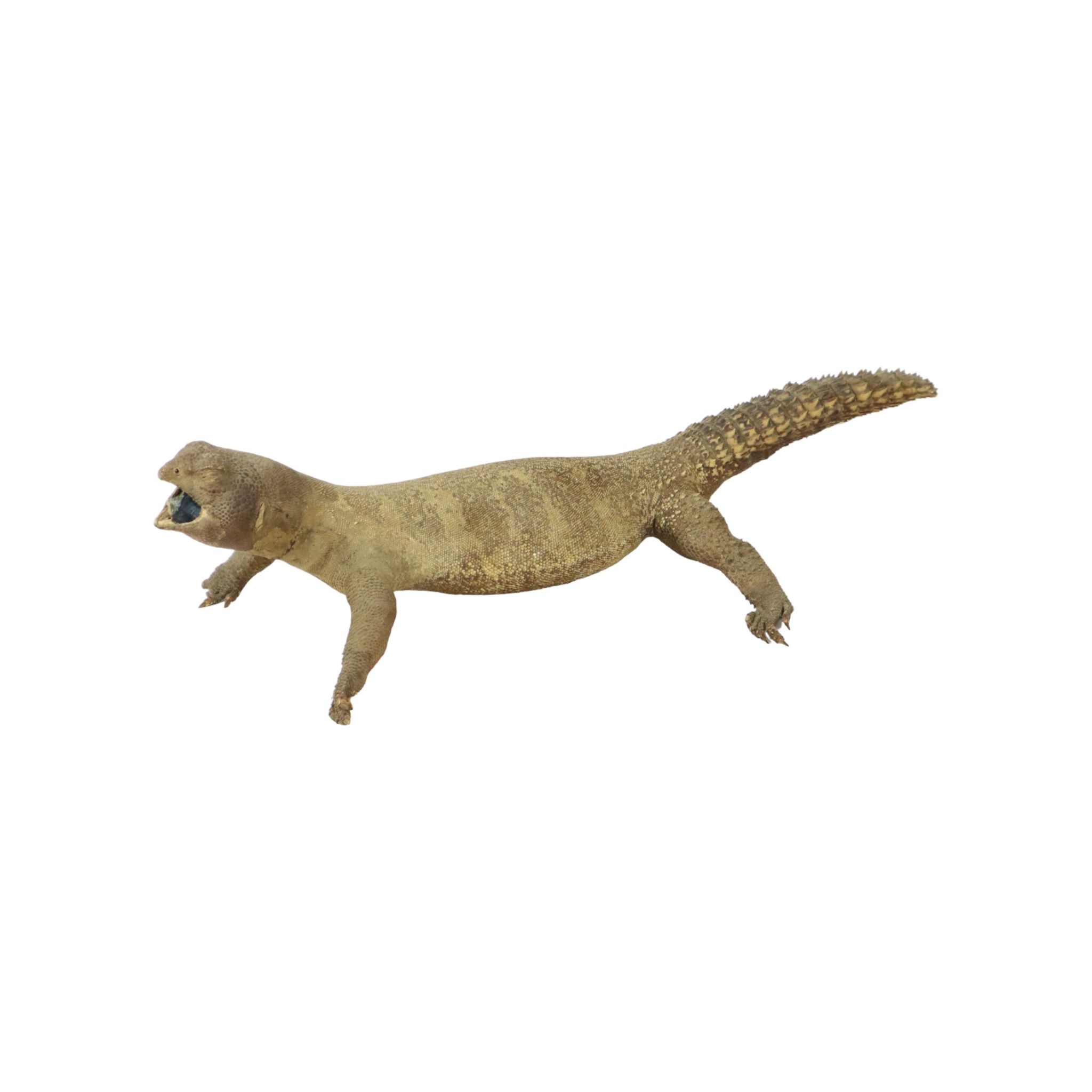 Big Stuffed Spiny-Tailed Dragon Lizard Taxidermy Africa Middle East Agamidae