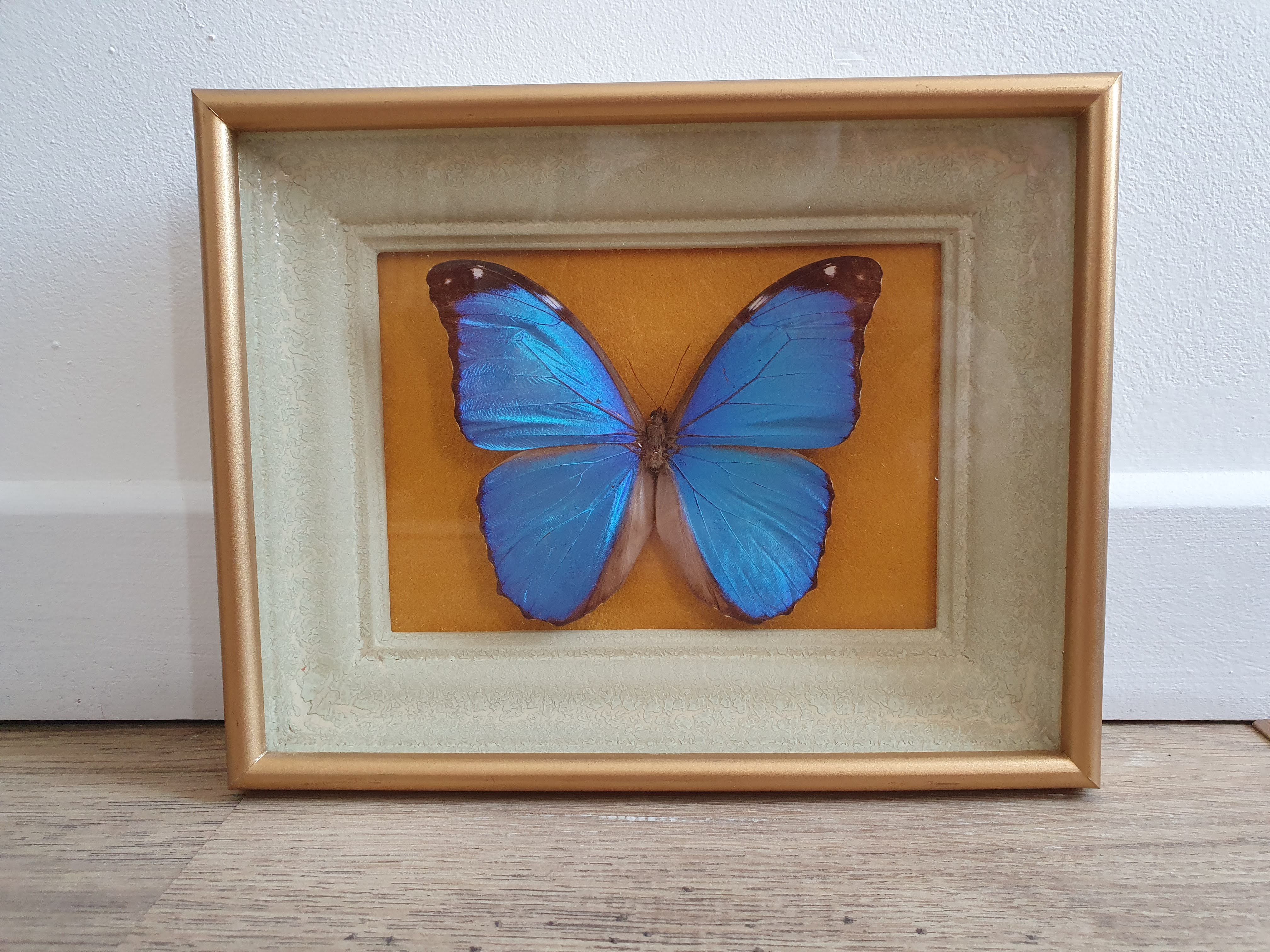 Butterfly naturalized golden frame